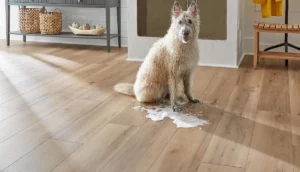 dog with mess on wood floor